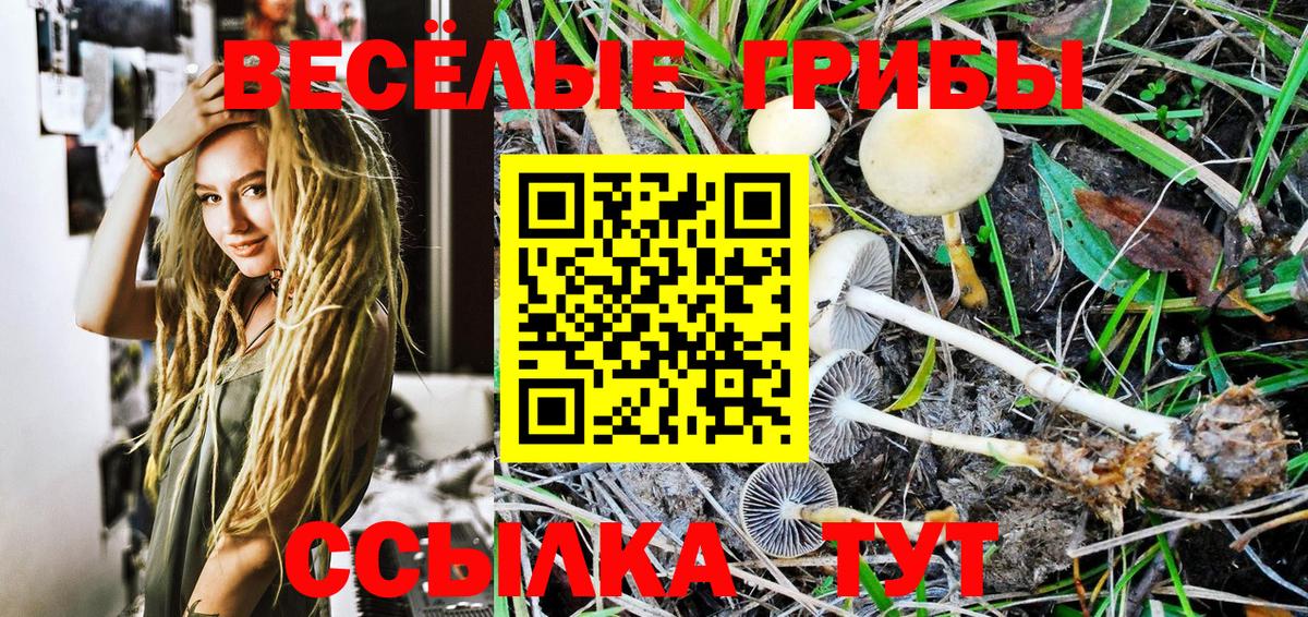 Галлюциногенные грибы Psilocybe Мурманск